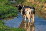 Two Cows Looking Back