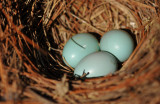 Eastern Bluebird Eggs