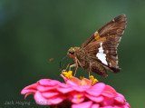 Small butterfly on the bloom (Silver-Spotted Skipper)