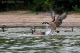 Landing.  Canadian Goose on Lake Erie