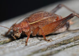 Brown Cricket