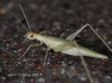 Tree Cricket (about 1 long body)