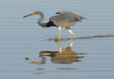 Tri-Color Heron using its wings to herd fish into the shallow water