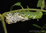 Tomato Worm with Parasite Wasp