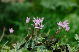 Plants and flowers