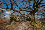 Brimham Rocks IMG_4922.jpg