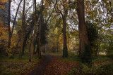 Dene Wood autumn IMG_7015.jpg