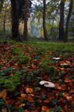 Dene Wood autumn IMG_7019.jpg
