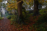 Dene Wood autumn IMG_7028.jpg