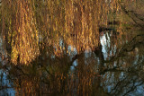 Autumn Willow.jpg