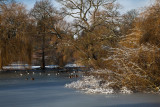 Winter Pond IMG_8982.jpg