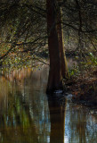 Thwaite Hall Gardens IMG_9299.jpg