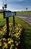 Green Lane Daffs.jpg