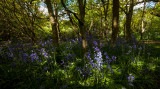 Burton Bushes, Beverley Westwood Bushes bluebells IMG_1362.jpg