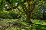 Beverley Westwood IMG_1513-2.jpg