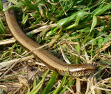 Grass snake Cleveland Way.jpg