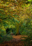 Autumn in the Park  IMG_7748.jpg