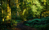 Autumn in the Park  IMG_7770.jpg