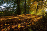 Autumn in the Park IMG_7776.jpg