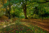 Beverley Westwood IMG_7809.jpg