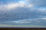 Donna Nook IMG_8742.jpg