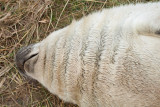 Grey Seal Pup IMG_8786.jpg
