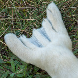 Grey Seal Pup IMG_8812.jpg