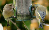 Grreenfinch adult and youngster IMG_0840.jpg
