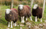 Cute sheep at Buttermere IMG_1389.jpg