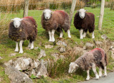 Cute sheep at Buttermere IMG_1390.jpg