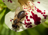 Honey bee om Mimulus IMG_1738.jpg