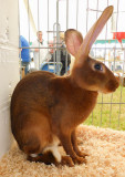 Driffield Show 2016 P1040475.jpg