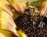 hover bee on sunflower IMG_3900.jpg