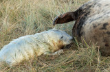 Donna Nook - Grey Seals IMG_6825.jpg