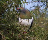 300_tamron_5p6__1330015_kereru.jpg