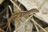 Brown anole