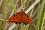 Gulf Fritillary