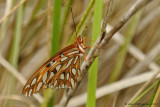 Gulf Fritillary