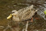 Mottled Duck 
