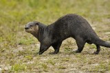 River Otter