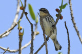 Yellow-rumped Warbler