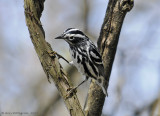 Black and White Warbler