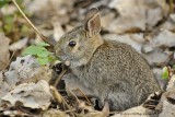 Eastern Cottontail