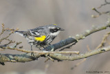 Yellow-rumped Warbler