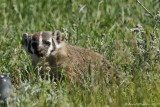 American Badger