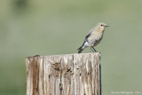 Mountain Bluebird