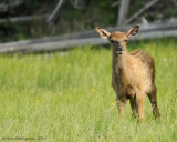 Elk-Calf-(Cervus-elaphus)---8932.jpg