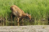 Elk-Calf-(Cervus-elaphus)---8936.jpg