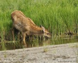 Elk-Calf-(Cervus-elaphus)---8946.jpg