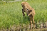 Elk-Calf-(Cervus-elaphus)---8955.jpg